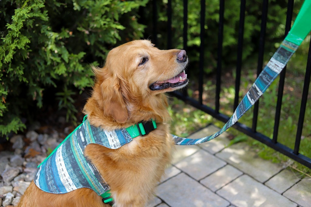 Simply B: Pet Harness Coordinates